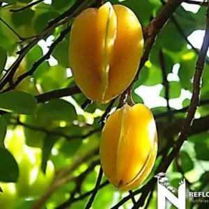 Carambola