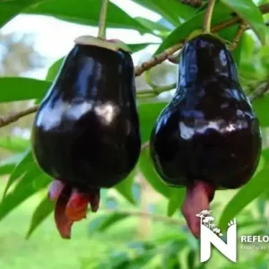 Cereja do Rio Grande