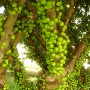 Jabuticaba
