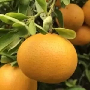 Laranja