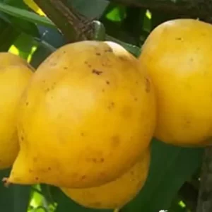 Mangostão